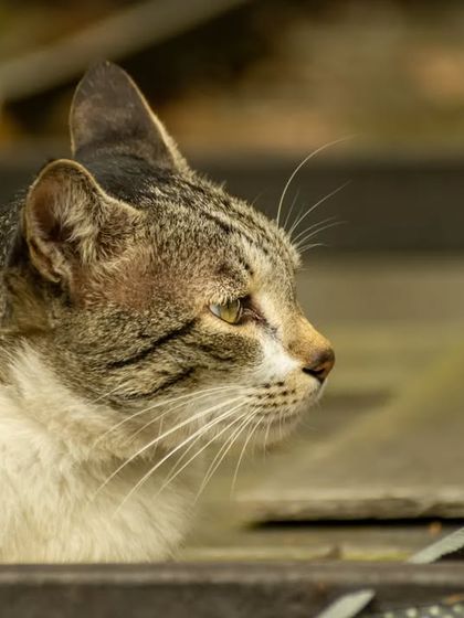 A duplicate of the alert side profile.