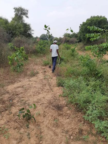 A team member carrying saplings to a planting site. Every tree planted is a step towards a greener, more sustainable future.