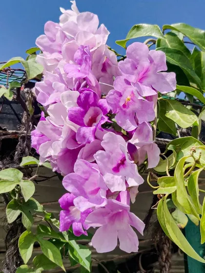 Another shot of the beautiful hanging garlic vine cluster.