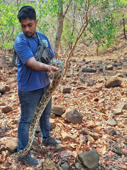 A photo of me holding an Indian Rock Python, from a feature on my work as a photographer and rescuer. It's a privilege to handle these magnificent creatures.