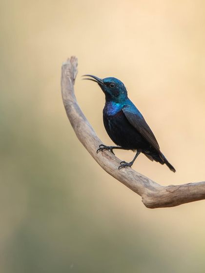 A Purple Sunbird showing off its iridescent plumage. I guide photographers on how to position themselves to capture the full effect of the light on these metallic-coloured birds.