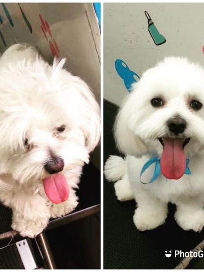 From a shaggy mop to a fluffy cloud! This little white dog's transformation is absolutely stunning, showcasing a neat, rounded haircut.