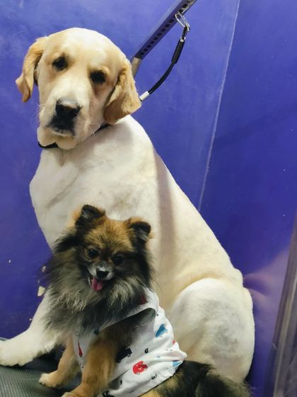 Bengaluru Pet Company - Pet Grooming Our Happy Clients photo 73