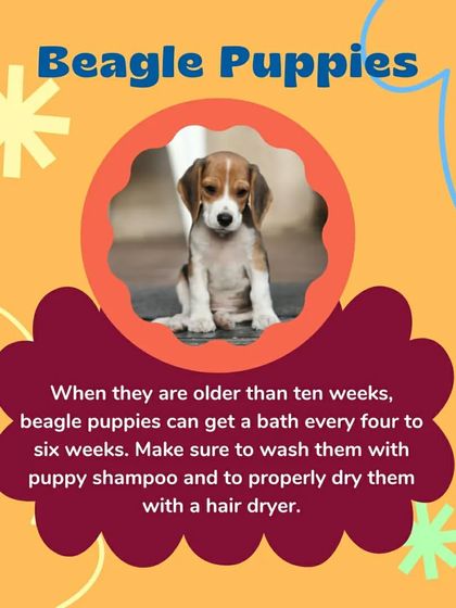 Beagle puppies can have their first bath after ten weeks of age. I recommend a gentle puppy shampoo and a proper blow-dry every four to six weeks.