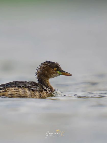 A juvenile Little Grebe with its characteristic ruffled feathers swims calmly on the water.