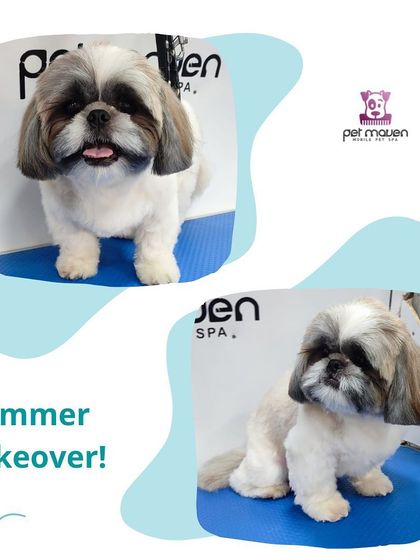 Another fantastic summer makeover. We gave this Shih Tzu a practical and cute haircut, ensuring they are ready for fun in the sun without the hassle of a heavy coat.