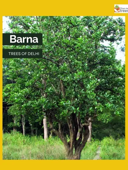 We love to share knowledge about the native trees of Delhi. The Barna tree, or Garlic Pear Tree, is a beautiful native species that we plant at our sites. It has great ecological and cultural significance.