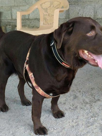 Petboro - Dog Boarding & Daycare Portraits of Our Happy Guests photo 11