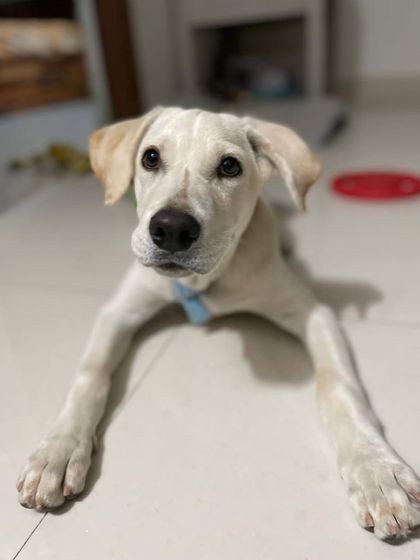 PL Paws - Animal Rescue & Rehabilitation Happy Tails: Our Adoption Stories photo 38