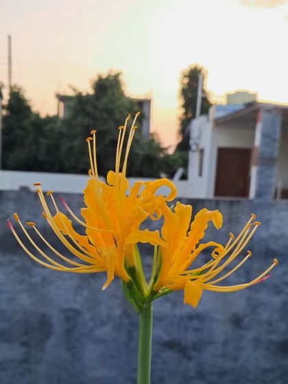 Bhardwaj - Urban Gardening Consultation A Riot of Colorful Flowers photo 204
