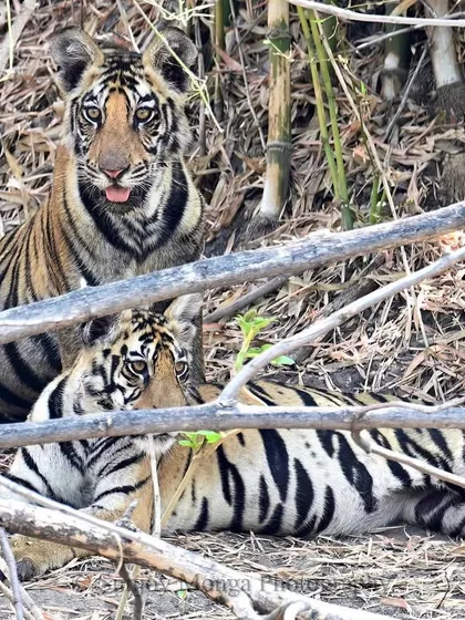 Two young tigers rest in the tangled undergrowth of the jungle. Their playful yet watchful eyes hold the magic and mystery of the wild, a promise of the powerful predators they will become.