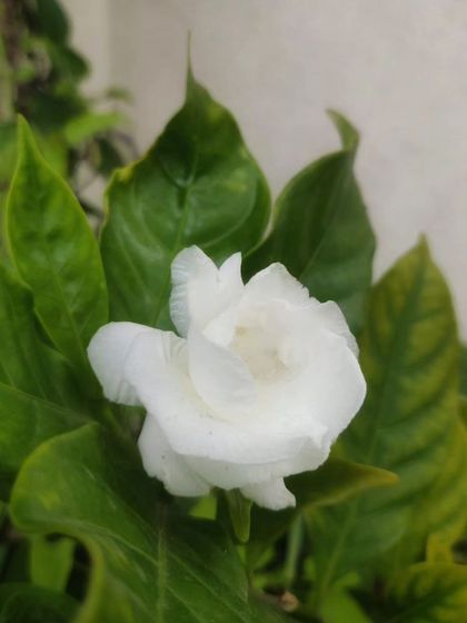 A white gardenia, with its soft, velvety petals. This flower brings a sense of peace and purity to the garden.