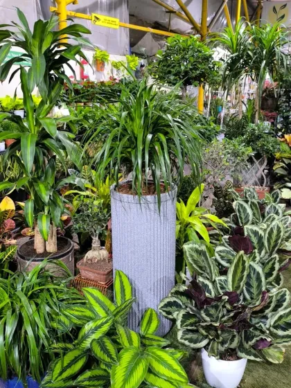 Our collection includes plants of all shapes and sizes, from tall Dracaenas to bushy Calatheas. This display highlights the diversity we offer for creating dynamic, multi-layered green spaces.