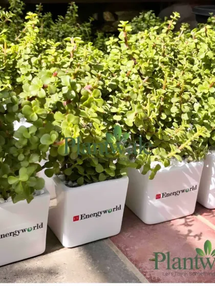 Make a lasting impression with our corporate green gifting services. We provide healthy, vibrant plants in pots customized with your company logo, perfect for client gifts, employee appreciation, or event giveaways.