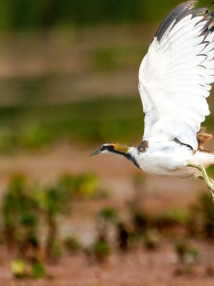 A Pheasant-tailed Jacana in its stunning white breeding plumage takes flight, trailing water from its feet.