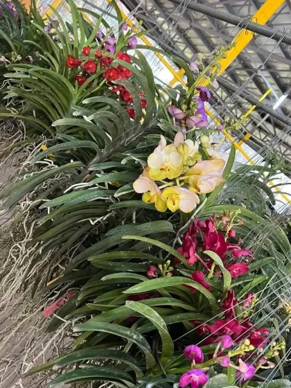 A stunning display of hanging Vanda Orchids in various colors, including yellow, red, and purple. These are perfect for adding an exotic touch.