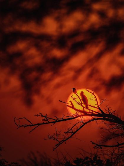 A beautiful sunset silhouette of a kingfisher and a cormorant sharing a branch in Bharatpur. It's a peaceful scene of coexistence, which I titled "Basudhaiva Kutumbakam," meaning "the world is one family."