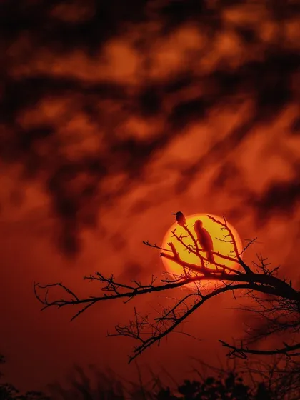 A beautiful sunset silhouette of a kingfisher and a cormorant sharing a branch in Bharatpur. It's a peaceful scene of coexistence, which I titled "Basudhaiva Kutumbakam," meaning "the world is one family."