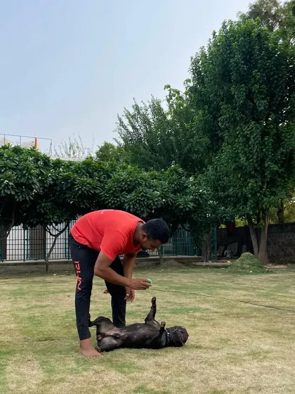 It doesn't matter what the toy is, as long as we can play. A Frenchie enjoying a belly rub and playtime with a staff member.