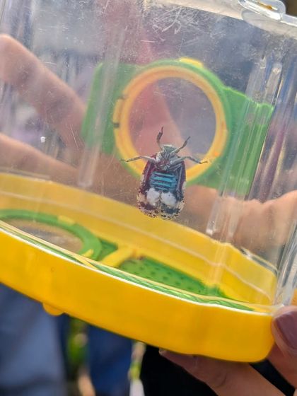 A close-up of a beautiful beetle, safely observed in a bug viewer. These tools allow us to appreciate the intricate details of insects without disturbing them.