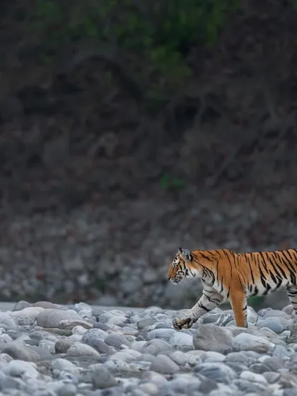 The same shot without the grid. The storytelling lies in the space ahead of the tiger, the flow of its body, and the rhythm of the rocky habitat. It's a perfect blend of motion, habitat, and structure.