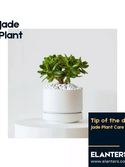 Plant Care Tips & Supplies photo 16