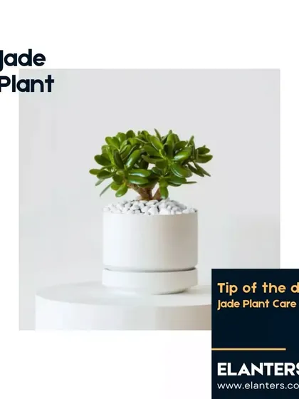 Here are my top care tips for the popular Jade Plant. I cover everything from watering and light to pest control and repotting to ensure your lucky plant thrives.