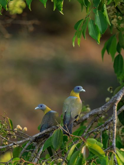 A pair of Yellow-footed Green Pigeons in Nagarahole Tiger Reserve. Their subtle green and yellow plumage helps them blend in with the foliage.
