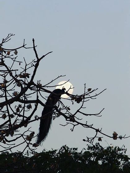 The festival of Bhai Dooj celebrates the bond between brothers and sisters and is connected to the moon. This photograph of a peacock silhouetted against the full moon was taken in Delhi and always reminds me of the beautiful traditions of our five-day Deepawali festival.
