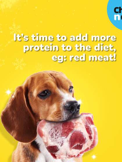 In winter, it's a good idea to add more protein to your pet's diet. Foods like red meat can help them generate more body heat and stay warm.
