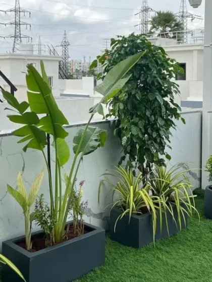 This shot highlights the use of tall plants like the Bird of Paradise and Ficus to create privacy and a tropical feel on a rooftop terrace. The face-themed planters add a touch of artistic flair to the design.