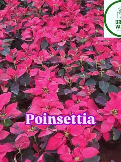 A field of vibrant pink Poinsettia plants.