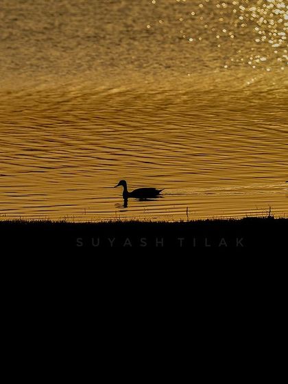 The golden hour light on an Indian spotted whistling duck. My trips aren't just about the big cats; they're about appreciating all the beautiful creatures of the forest, big and small.