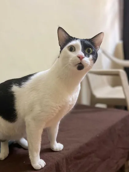 Rustom is back! He has the most expressive face and is always up for a chat.