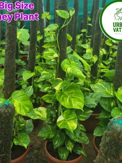 Big size Money Plants, or Pothos, trained on moss sticks. These are very easy to care for and are believed to bring good fortune.