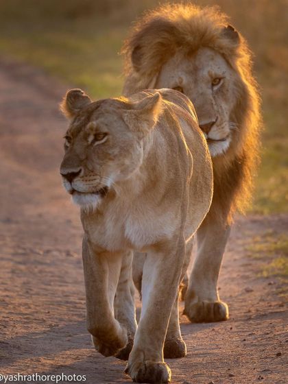 A lion and lioness, a courtship couple, walking down a path in the early morning golden light. The soft, warm light enhances the intimacy of the moment.