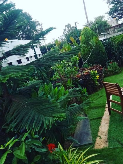 A garden is a continuous project. This space in Chandapura shows how our ongoing maintenance keeps the garden thriving months after the initial setup, with lush Norfolk pines and a neat wooden bench for enjoying the view.