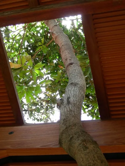 Our process begins by listening to the site. At the K-Lagoon residence, we designed the structure around existing trees, allowing this one to grow through the roof, a testament to our belief that architecture should coexist harmoniously with nature.