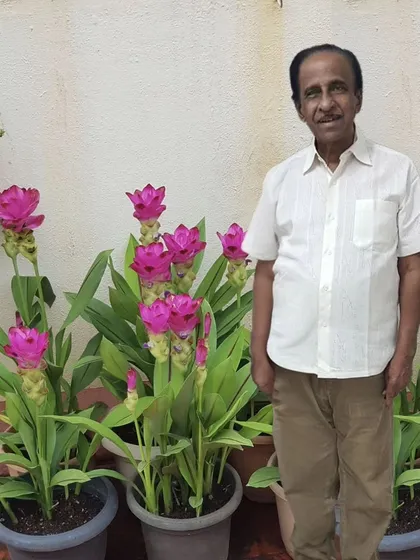 A proud plant parent stands with his flourishing Siam Tulip (Curcuma alismatifolia) plants. Gardening is a powerful form of self-care, enhancing mood and promoting wellness.