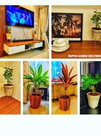 Plants & Garden Supplies