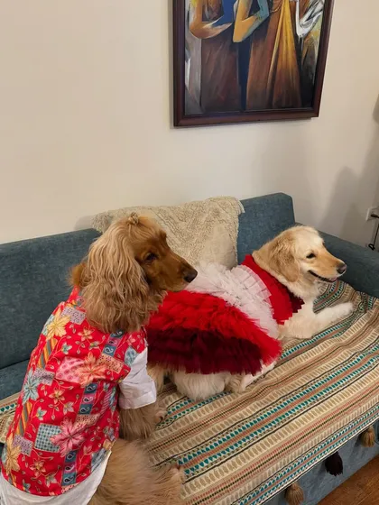 The perfect festive portrait of two furry best friends.