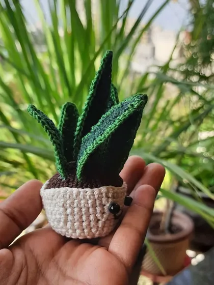 A side view of the custom snake plant, showing its cute little eyes. It's a fun, no-maintenance plant for any home.