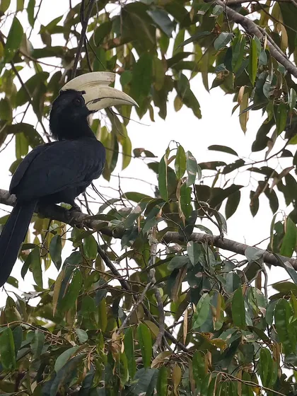 The Black Hornbill is a resident of several Southeast Asian countries, including Brunei where I photographed this one. Asia is home to 32 of the world's 62 hornbill species, each with its own unique characteristics and behaviors.