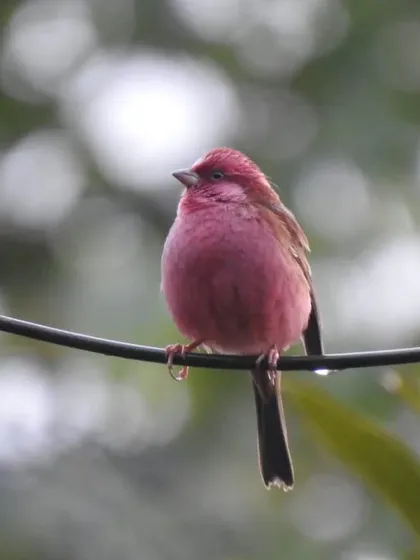 A beautiful Pink-browed Rosefinch, a common but delightful sight, perches on a wire in the Himalayas. Our birding walks around our lodges in Pangot and Chopta often yield wonderful sightings like this.