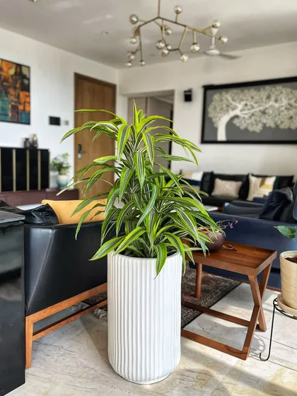 The Dracaena Lemon Lime is one of our favorites due to its striking lime green and silvery grey stripes. It's a slow-growing, easy-care plant that adds a perfect dash of color and style to your home.