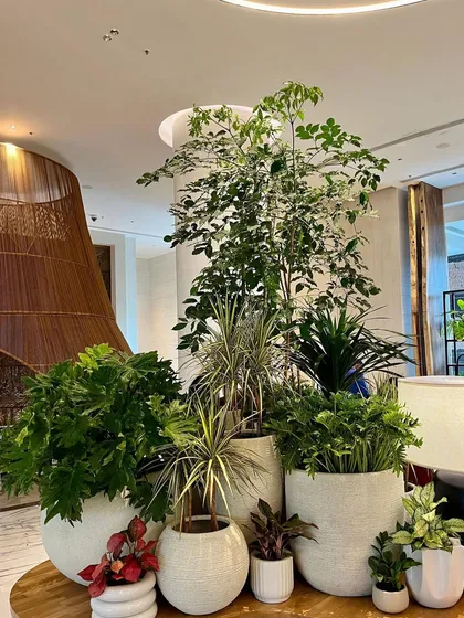 An exotic haven of pots and plants awaits you at Plant People. This lush arrangement showcases the variety we offer, from tall statement trees to smaller, colorful foliage plants.