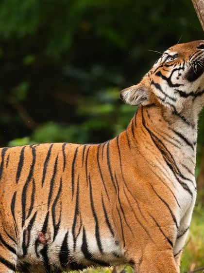 Scent marking is a vital part of a tiger's life. Here you can see a tigress rubbing against a tree in Nagarahole, leaving her unique scent to communicate with other tigers and establish her territory.