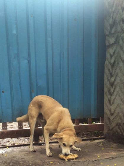 Another dog from my daily feeding route, enjoying his meal next to a gate. I try to find quiet spots for them to eat peacefully.