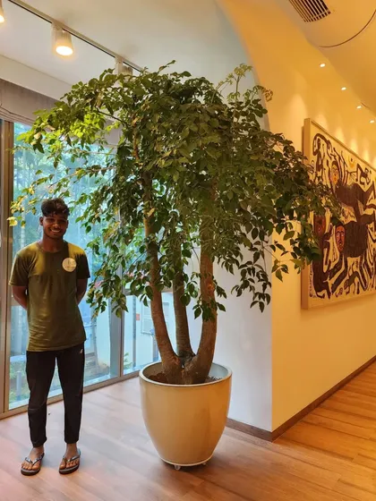 One of our proud team members standing next to a giant Emerald Tree after a successful installation. His presence gives a true sense of the impressive scale of the plants we deliver to our clients' homes and offices.