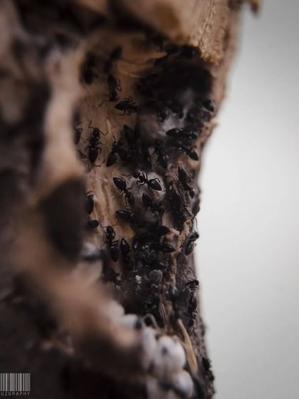 Zahid Moledina - Photography The World Up Close: Nature & Macro photo 33